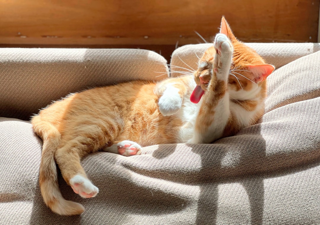 who-we-are Orange tabby cat grooming himself in a sunny spot on the couch