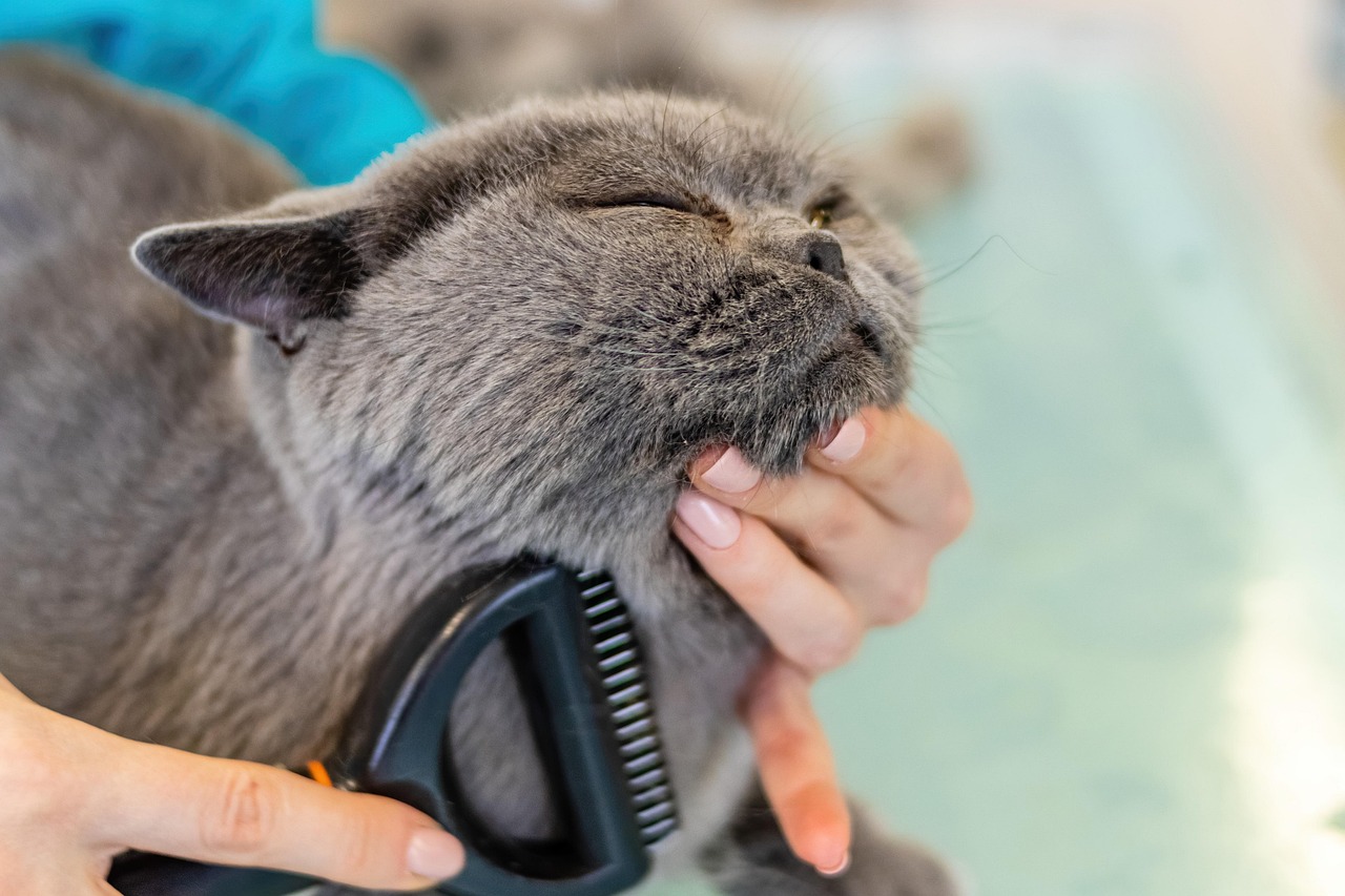 about-bg cat, grooming, pet, fur, animal, nature, care, feline