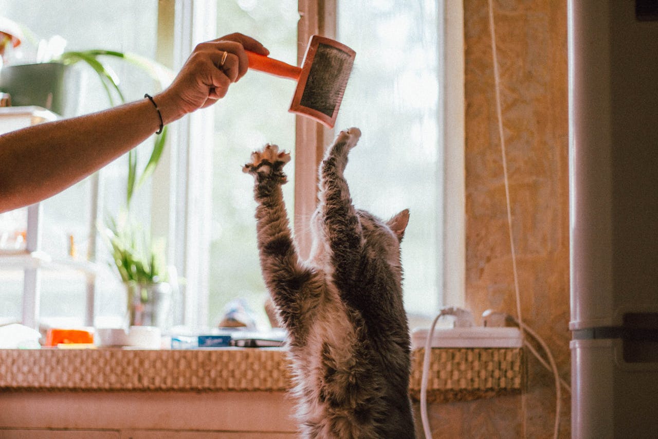 A curious tabby cat joyfully reaches for a brush held by a human hand indoors.