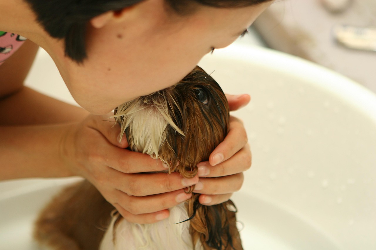 services-bg dog, puppy, nature, bath, water, person, animal, girl, friendship, kiss, pet
